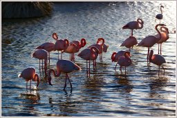 Flamands roses